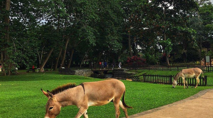 agodi garden donkeys