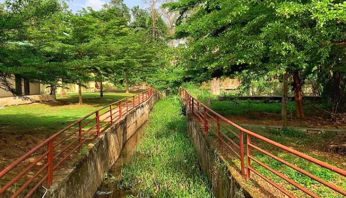 Trees View In University of Ibadan, Zoological Garden