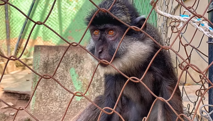 University of Ibadan, Zoological Garden Monkey In Cage