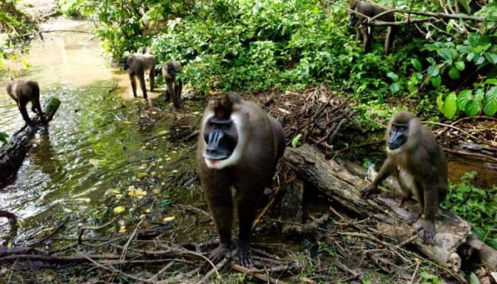 baboons at cross river national park