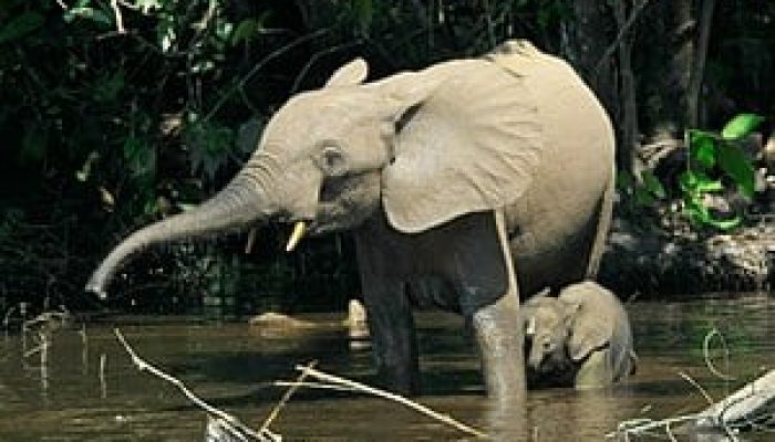 elephants in cross river national park